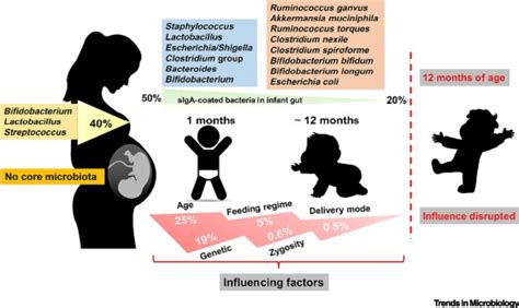 Crosstalk Between Siga Coated Bacteria In Infant Gut And Early Life