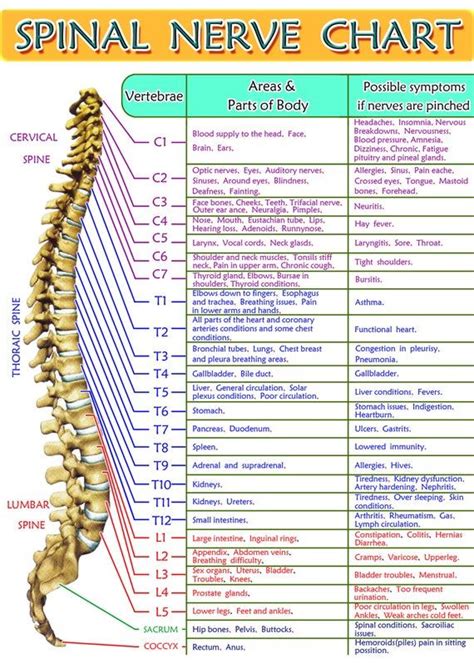 › muscle study guide printable. Spinal Nerve Chart, Print 5x7 in 2020 | Spinal nerve ...