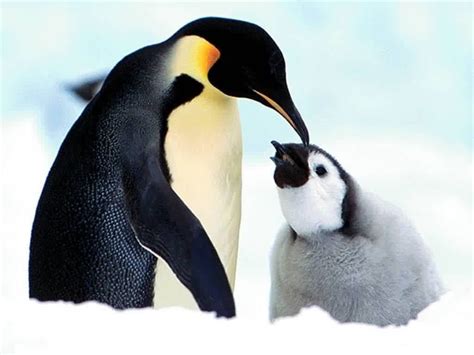 Cute Baby Penguin Wallpapers Top Free Cute Baby Penguin Backgrounds