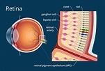 How the Retina Works - Detailed Illustration | Anatomía del ojo ...
