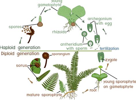 Fern Reproduction And Life Cycle