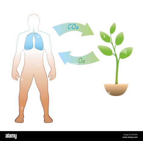 Carbon Cycle Between Humans And Plants Exhalation And Intake Of Co2