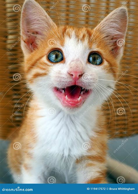 Cat Meow Blue Eyed Ginger Rescue Kitten Stock Photo Image Of Pink