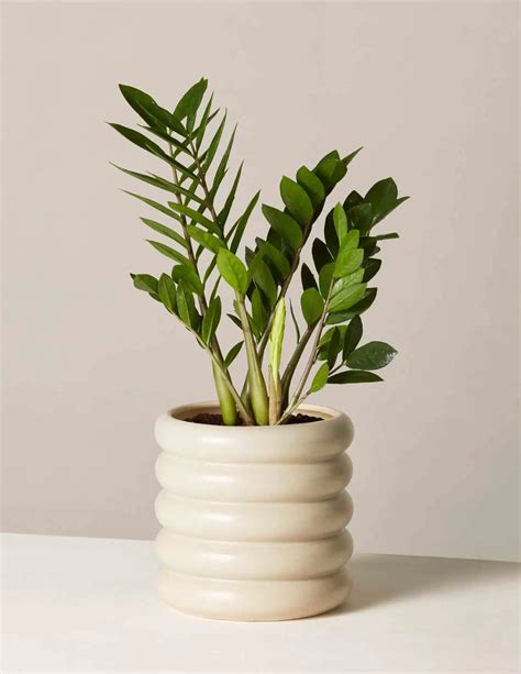 Common Houseplants Beautiful Easy To Care For Indoor Plants