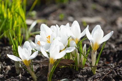 White Crocus Flowers — Stock Photo © Olgart 107742272