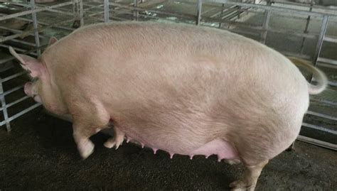 Pregnant Female Pig At Rs 15000number Farm Pig Id 15718855812