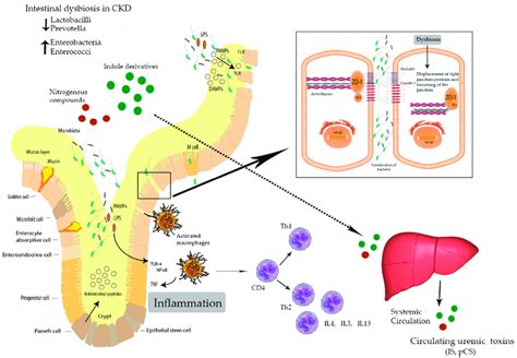 Uremic Toxin Induced Disruption Of The Intestinal Epithelial Tight