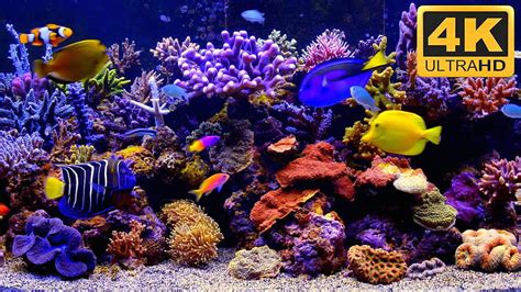 The Best Aquarium Video Aquarium Tv Screensaver Ultra Aquarium Hd Wallpaper Pxfuel