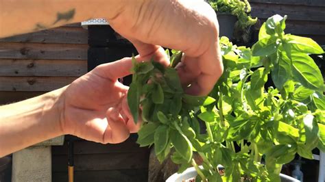 Basil And Mint Plants De Leafing Green Fingers Youtube