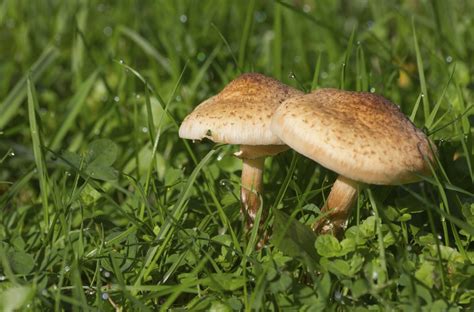 We did not find results for: How to Stop Mushrooms From Growing | eHow