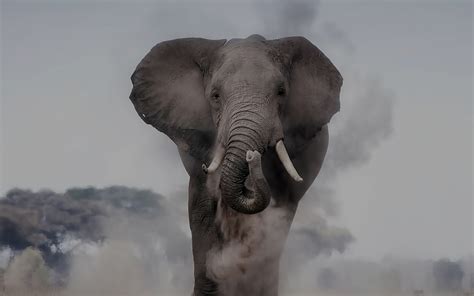 The Nonhuman Rights Project World Elephant Alliance