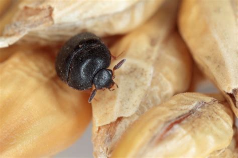 Carpet beetles exist throughout the entire united states. Black Carpet Beetle Control - Plunkett's Pest Control