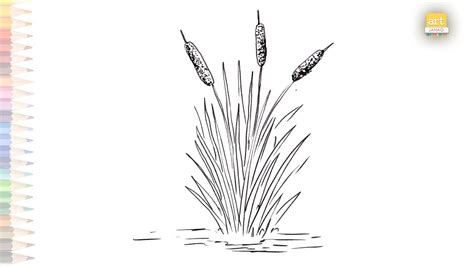 Bulrush Or Reed Or Cattail Drawing How To Draw Reed Step By Step