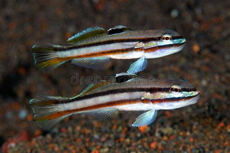 799 Gobies Stock Photos Free And Royalty Free Stock Photos From Dreamstime