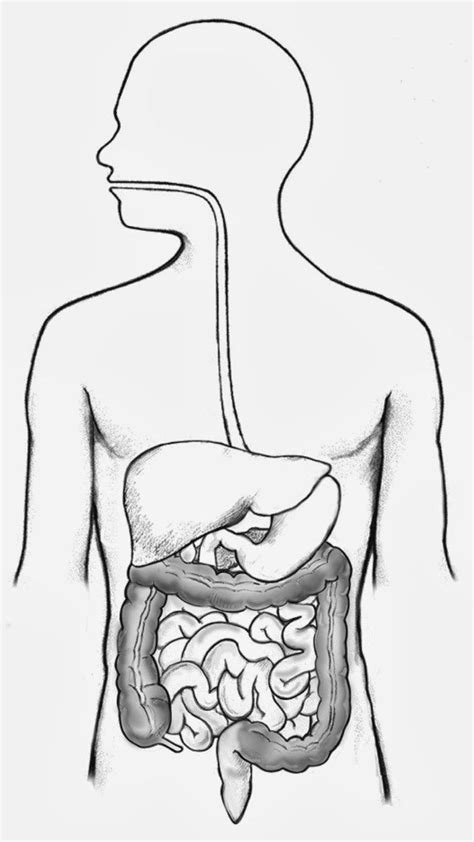 Human Body Organs Diagram Male Unlabeled Digestive System Diagram