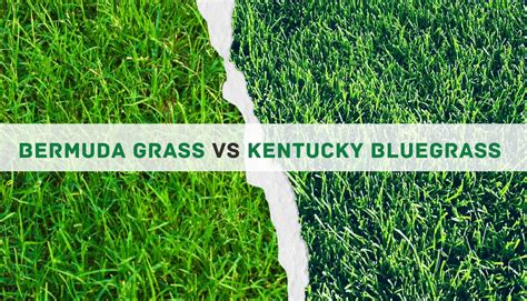 Bermuda Grass Vs Kentucky Bluegrass Key Differences And The Winner