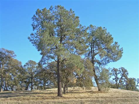 California Foothill Pine Edible Northwest Native Nut Tree For Sale