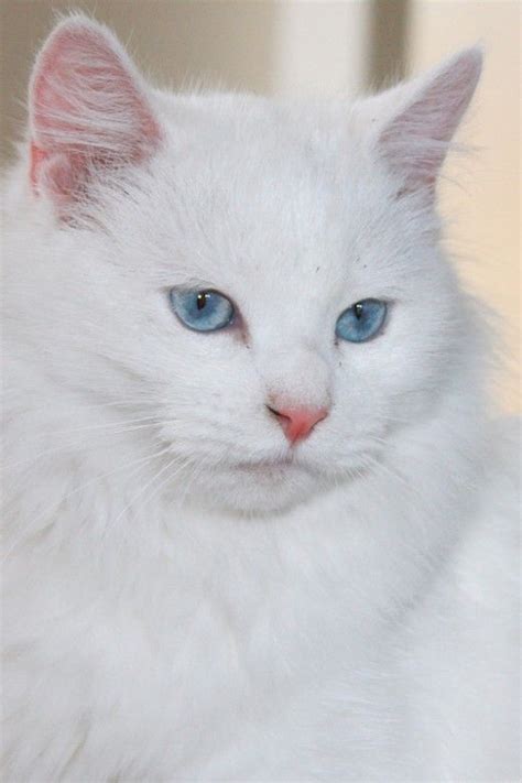 Turkish Angora Cat Angora Cats Cute Cats And Kittens Kittens Cutest
