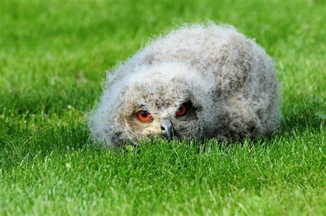 A Baby Owl Sleeping Face Down Is Unbelievable Bird Advisors