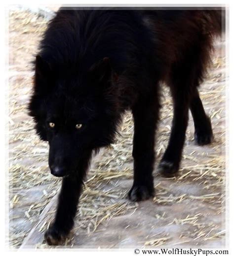 Black Wolf Wolf Hybrid Wolf Hybrid Dogs Wolf Dog