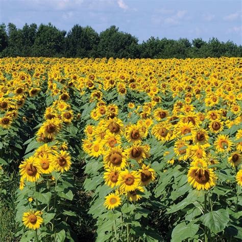 Find out how to grow them in our grow guide. How To Grow Sunflower Seeds
