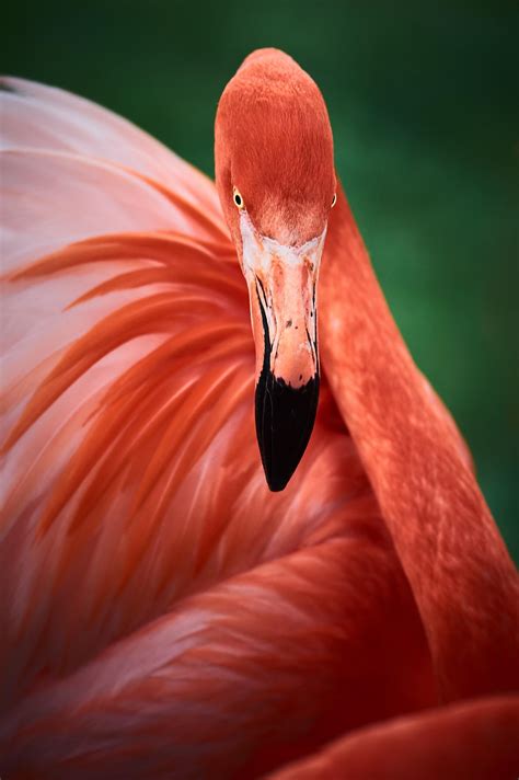 🔥 the color of a flamingo 🔥 : NatureIsFuckingLit