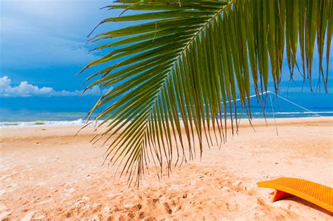 Coconut Leaf On The Beachbeautiful Of Summer Travel Destinations Stock