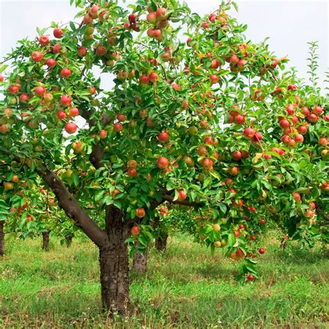 Fruit Trees Back To The Basics Tips On How To Grow More Fruit Trees At