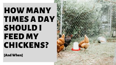How Many Times A Day Should I Feed My Chickens And When In 2021
