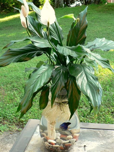 The Easiest Way To Make A Betta Fish And Peace Lily Aquarium In A Vase