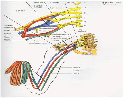 Dentistry And Medicine Regional Anesthesia Manual—upper Extremity Blocks