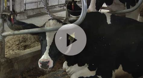 How Do Cows Make Milk Morgridge Institute For Research