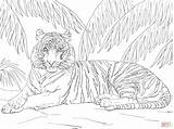 Tiger Coloring Sumatran Designlooter Laying Down sketch template