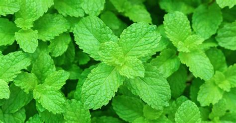 Use Peppermint To Avoid Skin Problems This Summer Orissapost