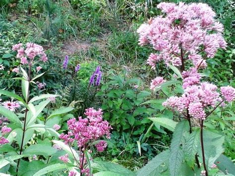 .with native wildflower & prairie grass seeds Michigan Wildflower Farm | Native plant landscape ...