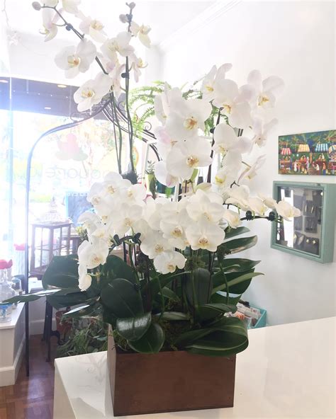 Elegant And Meaningful Orchids In Monrovia Ca Aquarela Ts And Flowers