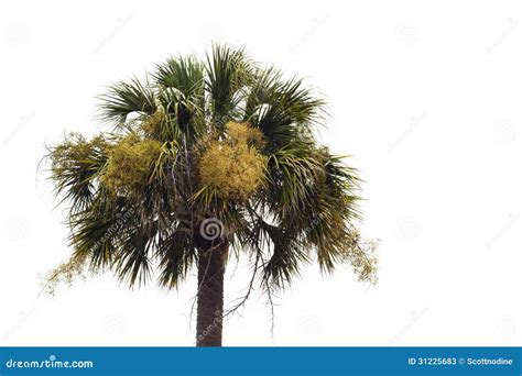 Flowering Palmetto Tree Against A White Background Stock Image Image