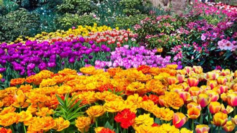 5 Flores Que Pueden Crecer En Tu Jardín The Home Depot Blog