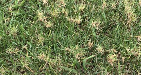 Bermudagrass Mite Turf Diseases