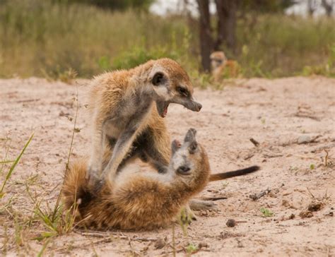Watch Meerkats Engage In A Fiercely Adorable War Dance Popular