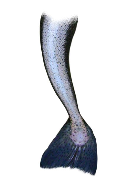 Mermaid Tail Siren Mermaid Png Download 9001200 Free Transparent