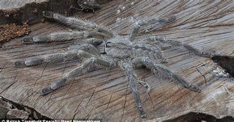 The Biggest Tarantula In The World 2 Images And Video