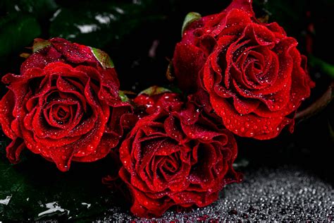 Close Up Of Red Roses With Water Drops 💾 Marco Verch Is A Flickr