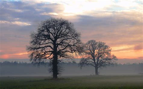 Misty Morning Fields Sunrise Trees Mist Hd Wallpaper Peakpx