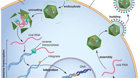 Retrovirus Definition Examples Diseases Replication And Facts