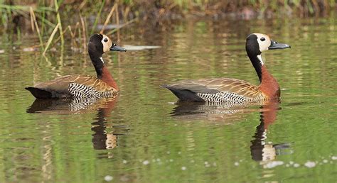 54 Photos Of The Endangered Migrant Ducks That Are Hunted Down