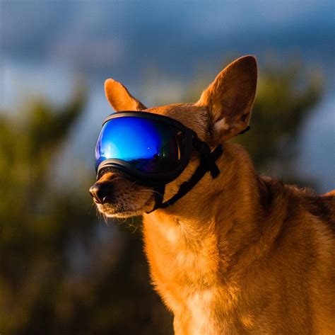 Rex Specs Dog Goggles Eye Protection For The Active Dog Dog Goggles