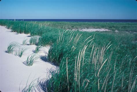 Ammophila Breviligulata American Beach Grass Go Botany