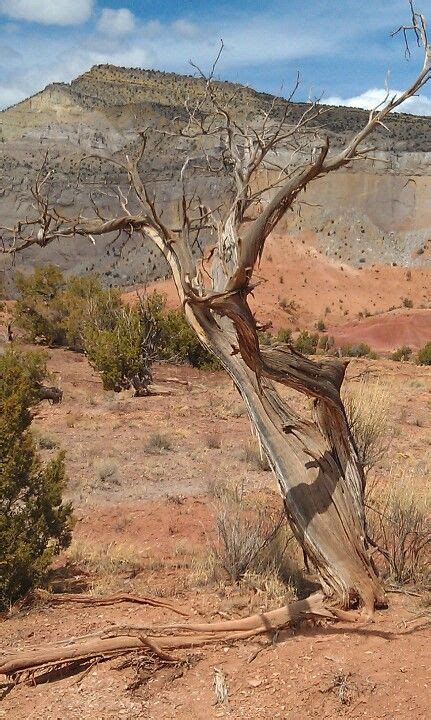 Juniper Tree Juniper Tree Bonsai Grand Canyon Ranch Art Ideas