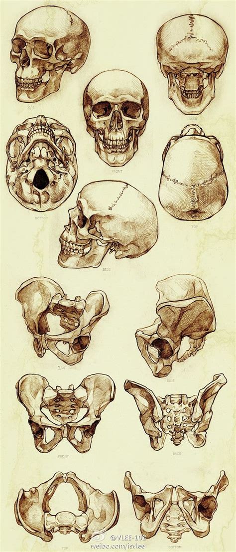 Sketchs Anatomy Art Art Reference Drawings